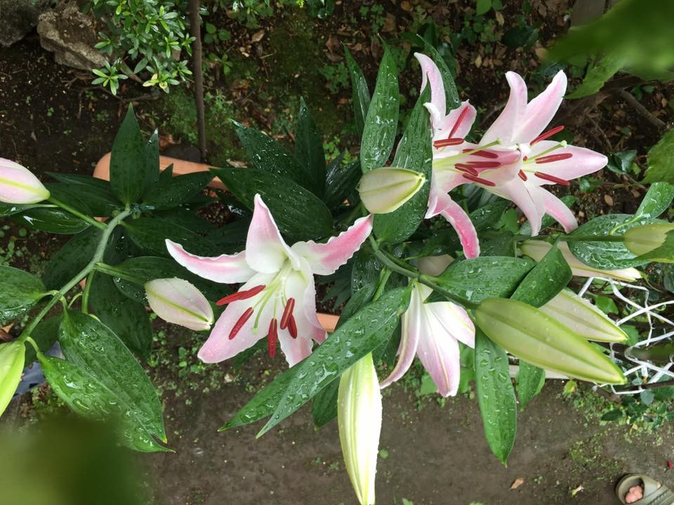 Hoa ly tỏa hương thơm khắp vườn. Ảnh: ĐSPL.