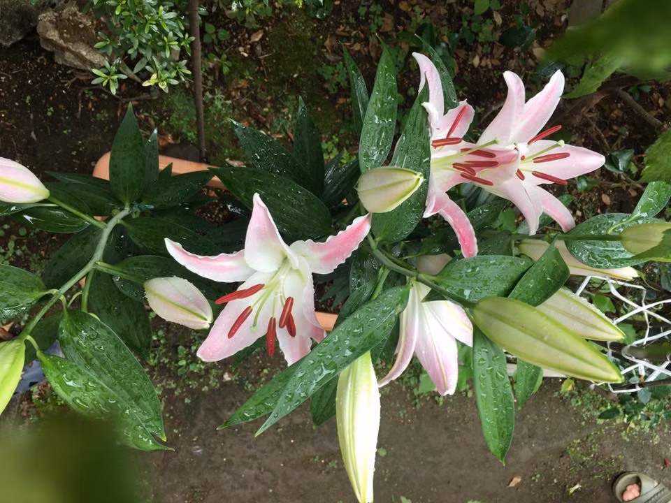 Hoa ly tỏa hương thơm khắp vườn. Ảnh: ĐSPL.