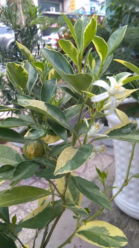 Hoa màu trắng, nở xòe 5 cánh rất thơm. Ảnh: FB Cây Kiểng Thủy Mộc.