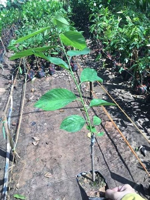 Vì vậy, na bở Đài Loan cây giống cũng được nhiều người mua về trồng thử với giá bán hơn 100.000 đồng/cây. Ảnh: Caygiongkinhte.