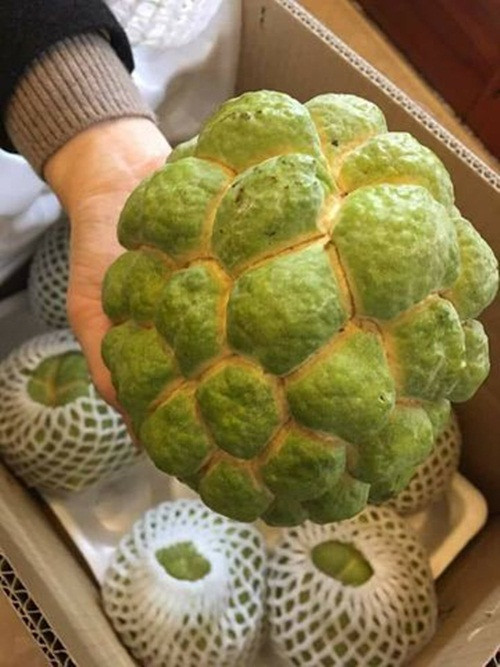 Na bở Đài Loan có ưu điểm trái to, mắt tròn, nhìn rất đẹp mắt. Ảnh: Halafruit.