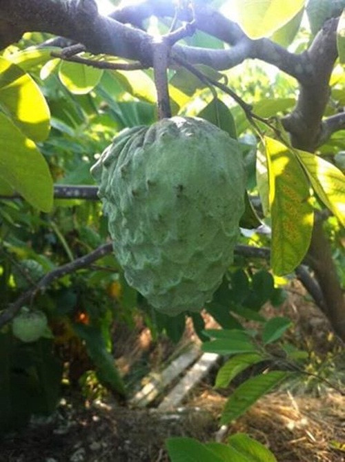 Cây na ghép có thể cho quả sau khoảng 2 năm trồng. Ảnh: Caygiongkinhte.