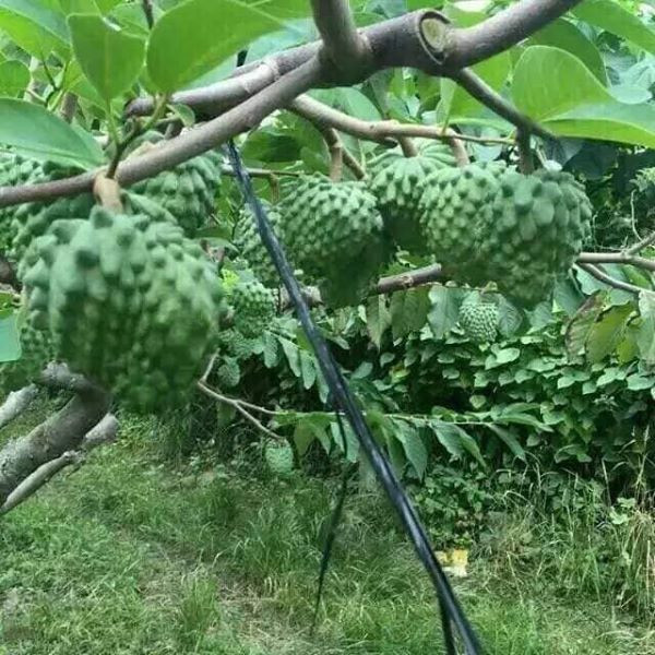 Theo một số trại giống, cây na bở Đài Loan còn có ưu điểm vô cùng sai quả, phát triển khỏe và gần như không bị sâu bệnh. Ảnh: Traigiongdanhloi.