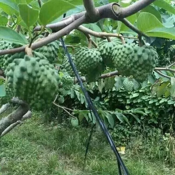 Theo một số trại giống, cây na bở Đài Loan còn có ưu điểm vô cùng sai quả, phát triển khỏe và gần như không bị sâu bệnh. Ảnh: Traigiongdanhloi.