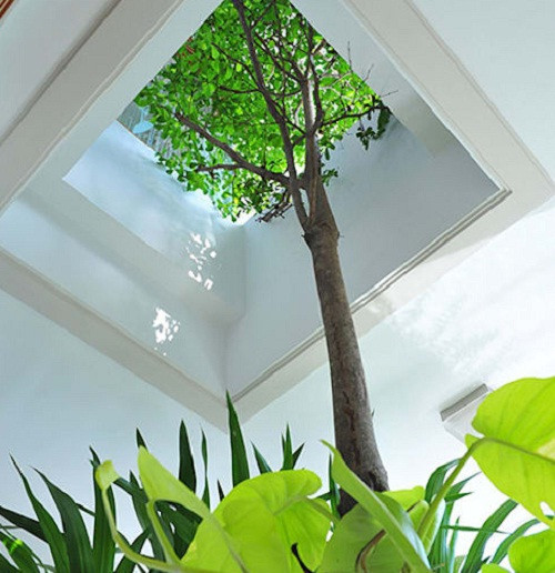 Cây to mọc xuyên qua trần cho không gian xanh mát.