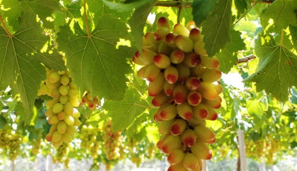 Gọi là nho ba màu vì khi còn nhỏ, nho có màu xanh, vừa chín tới màu hồng đỏ và chín thì màu đỏ tươi, rất độc đáo. Ảnh: Dân Việt.
