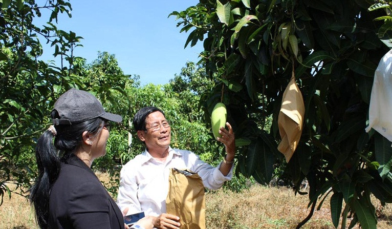 Hiện, diện tích trồng xoài ba màu ở Huyện Chợ Mới, tỉnh An Giang đạt trên 4.500ha. Ảnh: Dân Việt.