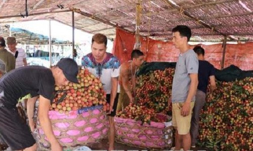 Một điểm thu mua vải sớm Thanh Hà. Ảnh: Mạnh Minh/TTXVN