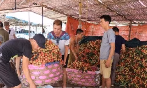 Một điểm thu mua vải sớm Thanh Hà. Ảnh: Mạnh Minh/TTXVN