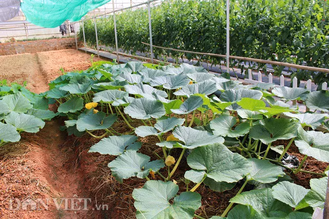 Ông Phan đang trồng thêm 2 cây bí nữa để kịp ra trái vào dịp Tết Nguyên đán.