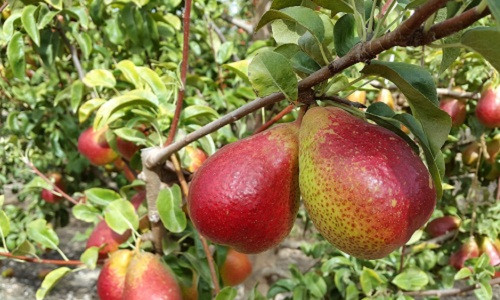 Lê Nam Phi là một trong những giống lê châu Âu cổ xưa nhất và được cho là có nguồn gốc từ những năm 1600 ở miền Bắc Saxony, Đức. Ảnh: Hortgro Science.