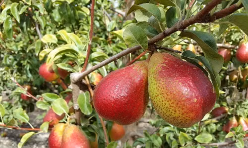 Lê Nam Phi là một trong những giống lê châu Âu cổ xưa nhất và được cho là có nguồn gốc từ những năm 1600 ở miền Bắc Saxony, Đức. Ảnh: Hortgro Science.