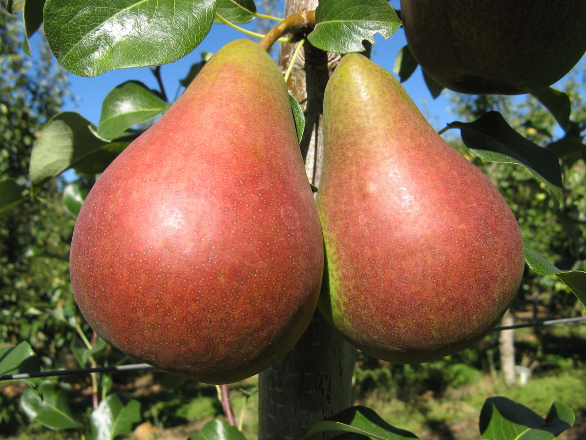 Trọng lượng trung bình mỗi quả lê Nam Phi từ 200 - 300g. Ảnh: Stargrow.