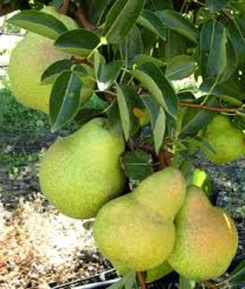 Lê Nam Phi chủ yếu được trồng ở Western Cape, tỉnh nằm phía Tây Nam đất nước Nam Phi. Ảnh: Stargrow.