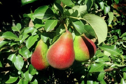 Khi chín, vỏ lê màu xanh xen lẫn màu vàng có vệt đỏ rực rỡ. Ảnh: FreshPlaza.