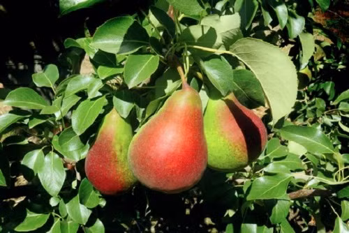 Khi chín, vỏ lê màu xanh xen lẫn màu vàng có vệt đỏ rực rỡ. Ảnh: FreshPlaza.