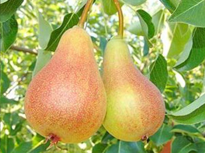 Quả lê có hình chuông nhỏ, tròn và thon đều. Ảnh: lrwickerdesign.