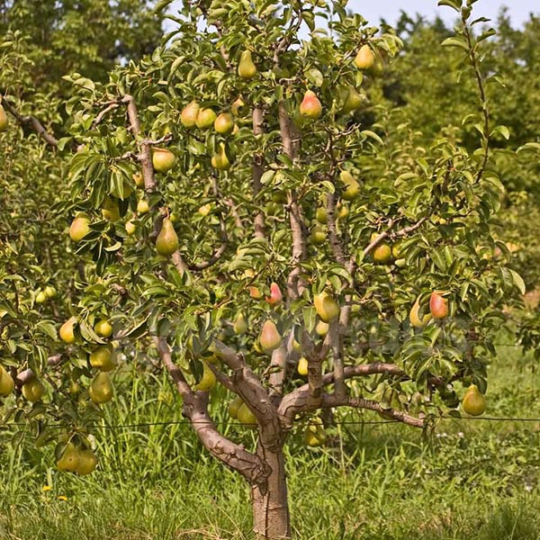 Lê Nam Phi có vị ngọt dịu, giòn thơm mát và đặc biệt rất mọng nước. Ảnh: Kleverfruits.