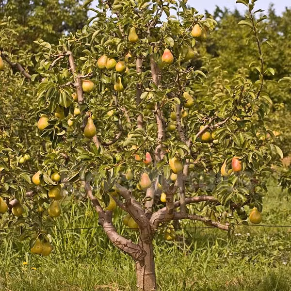 Lê Nam Phi có vị ngọt dịu, giòn thơm mát và đặc biệt rất mọng nước. Ảnh: Kleverfruits.