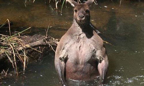 Con chuột túi có thân hình lực lưỡng. (Nguồn: Caters News).