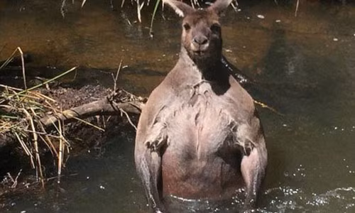 Con chuột túi có thân hình lực lưỡng. (Nguồn: Caters News).