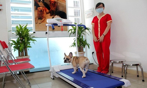 Những ngày lễ, Tết không đưa cún cưng đi cùng được, đại gia Việt còn vung cả núi tiền để chúng được chăm sóc trong khách sạn. Ảnh: Vietnamnet.