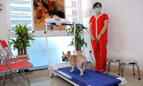 Những ngày lễ, Tết không đưa cún cưng đi cùng được, đại gia Việt còn vung cả núi tiền để chúng được chăm sóc trong khách sạn. Ảnh: Vietnamnet.