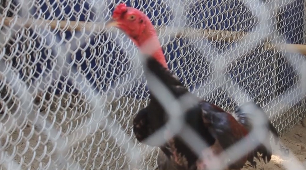 Bữa phụ có rau xanh và trái cây. Ảnh: Dân Việt.