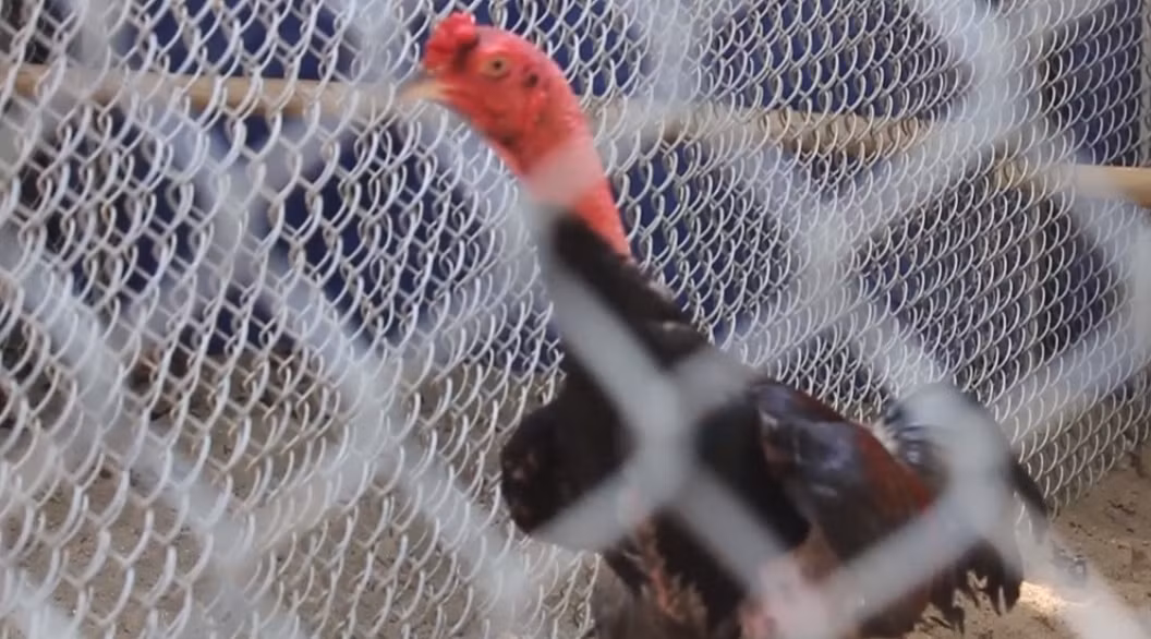 Bữa phụ có rau xanh và trái cây. Ảnh: Dân Việt.