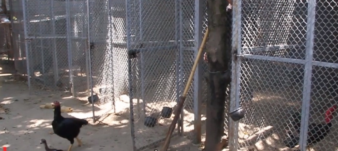 Những con gà tại đây có chế độ chăm sóc đặc biệt, nhất là những chú gà trống trọi. Ảnh: VTC.