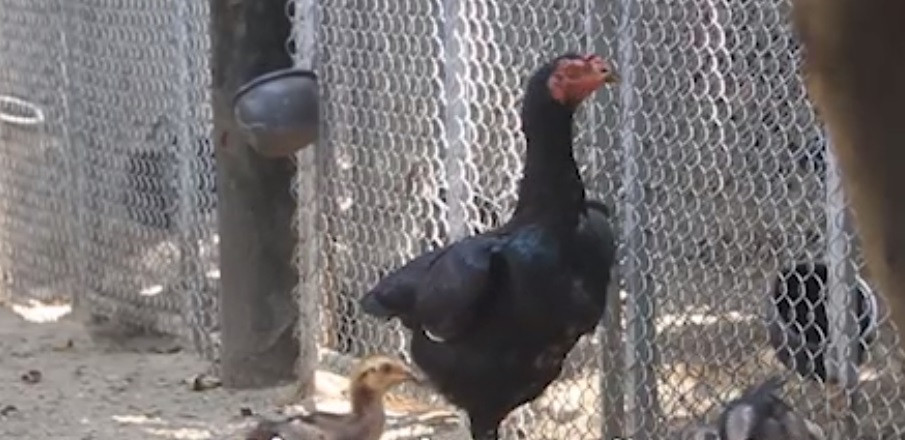 Gà con cũng được bán với giá vài triệu đồng một con. Ảnh: Dân Việt.