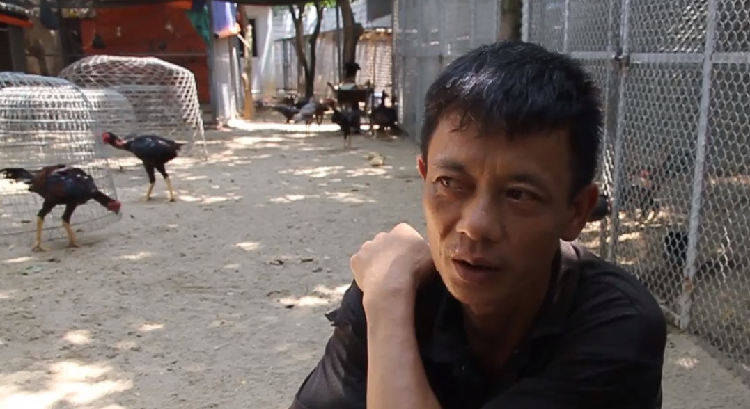 Trang trại gà chọi của anh Hòa có tới hàng trăm con, trị giá cả tỷ đồng. Ảnh: VTC.