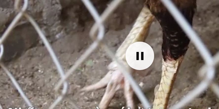 Đặc biệt, gà mái trong trang trại của anh đều có cựa, có con thậm chí có hai cựa. Ảnh: Dân Việt.