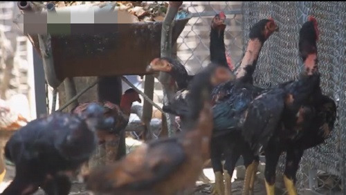 Gà chọi của anh Hòa có giá cao bởi giống gà bố mẹ đều là giống tốt, chất lượng. Ảnh: VTC.