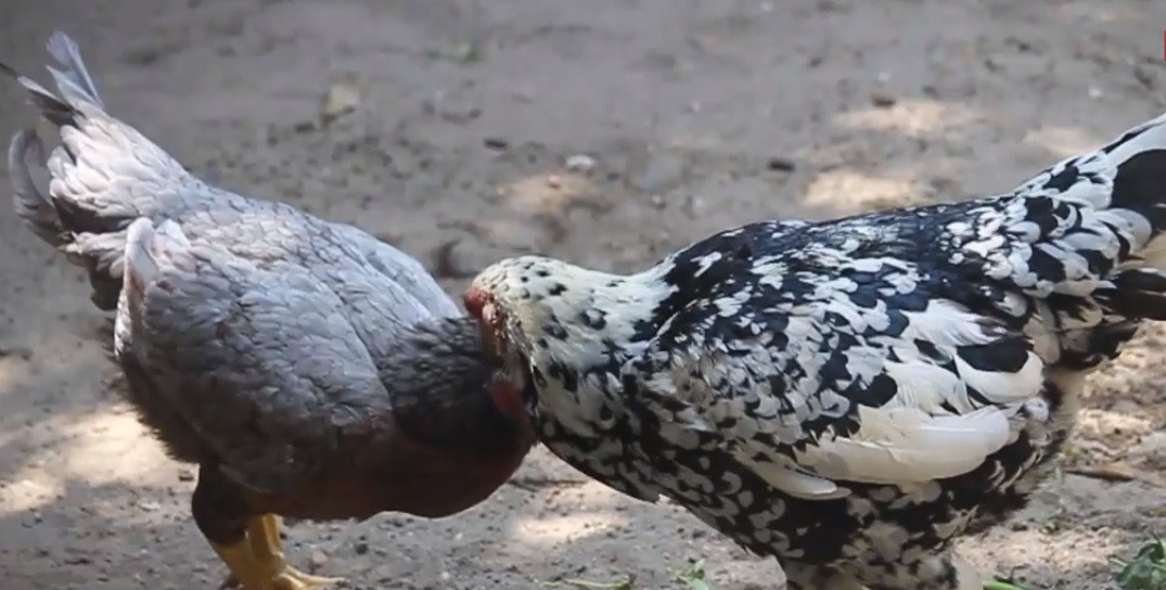 Theo anh Hòa, các cặp gà chọi bố mẹ tại đây đều có giá từ vài chục tới cả trăm triệu đồng. Ảnh: VTC.