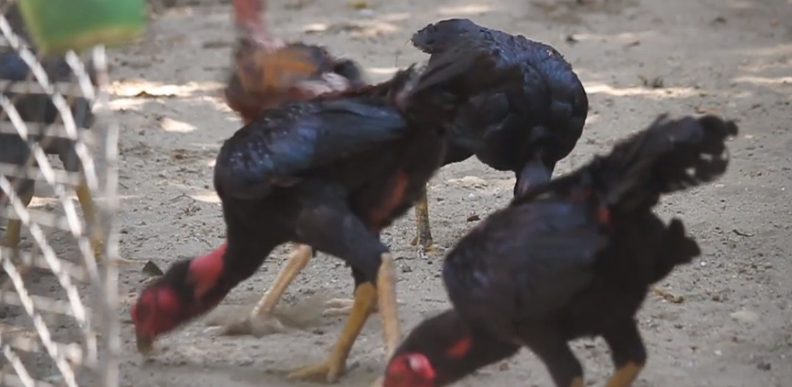 Mỗi ngày, gà được ăn 3 bữa, trong đó 2 bữa chính gồm tinh bột và thịt bò. Ảnh: VTC.