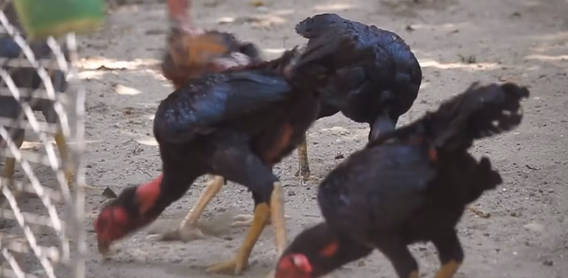 Mỗi ngày, gà được ăn 3 bữa, trong đó 2 bữa chính gồm tinh bột và thịt bò. Ảnh: VTC.