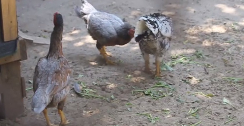 Đây là những con gà mái đặc biệt, không dễ tìm. Ảnh: VTC.