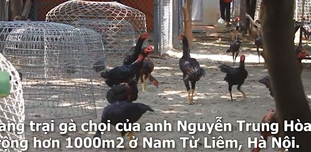 Giới chơi gà chọi ở Hà Nội dường như ai cũng biết đến anh Nguyễn Trung Hòa (biệt danh Hòa "Chèm") ở Nam Từ Liêm với trang trại gà hơn 1.000m2. Ảnh: Dân Việt.