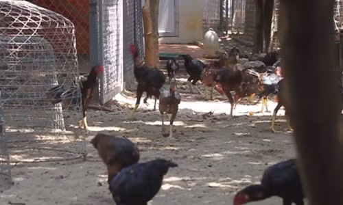 Theo giới chơi gà chọi thì trang trại gà của anh Hòa lớn nhất nhì Hà Nội. Ảnh: VTC.