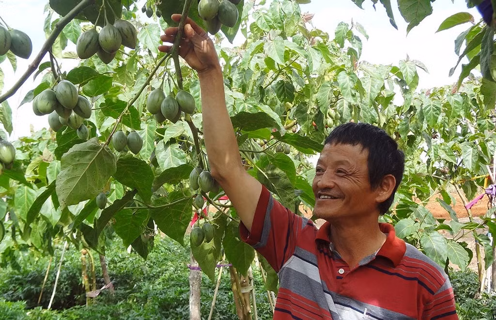 Sau khi xuống giống khoảng 3 tháng, cây cà chua thân gỗ bắt đầu cho ra quả và sau 7 tháng bắt đầu cho thu hoạch bói. Ảnh: Traicaydungmap.