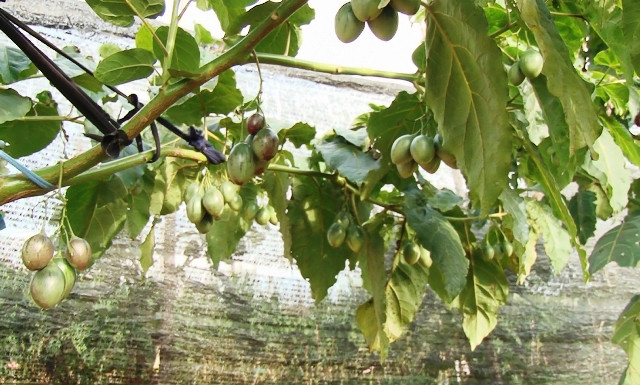  Vườn cà chua thân gỗ trĩu quả trông thích mắt. Ảnh: Lamdongtv.