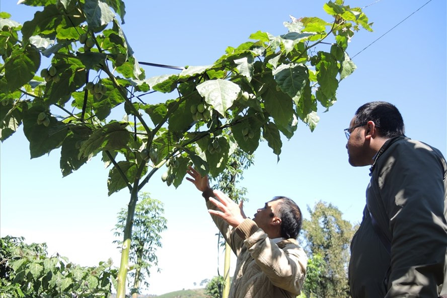 Cây chỉ cần bón phân vi sinh và hóa học, tưới nước 4-5 ngày/lần và rất ít khi phải đụng đến thuốc bảo vệ thực vật. Ảnh: Lao động.
