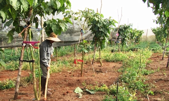 Đặc biệt, cây rất dễ chăm sóc, không phải trồng trong nhà kính tốn kém chi phí đầu tư. Ảnh: Lamdongtv.