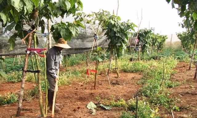 Đặc biệt, cây rất dễ chăm sóc, không phải trồng trong nhà kính tốn kém chi phí đầu tư. Ảnh: Lamdongtv.