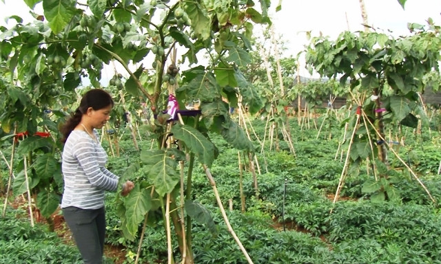 Vòng đời kinh doanh của cà chua thân gỗ có thể lên đến 10 năm. Ảnh: Lamdongtv.