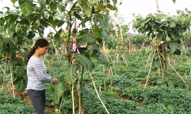 Vòng đời kinh doanh của cà chua thân gỗ có thể lên đến 10 năm. Ảnh: Lamdongtv.