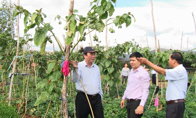 Trong lúc chờ cây phát triển, người trồng vẫn có thể trồng xen những cây ngắn ngày như mô hình trồng xen cây magicS và sâm đương quy. Ảnh: Lamdongtv.