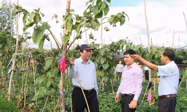 Trong lúc chờ cây phát triển, người trồng vẫn có thể trồng xen những cây ngắn ngày như mô hình trồng xen cây magicS và sâm đương quy. Ảnh: Lamdongtv.