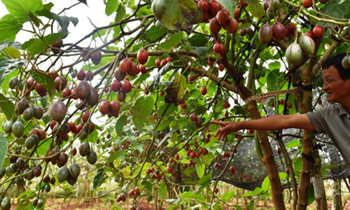 Với giá bán 150.000 đồng/kg, cà chua thân gỗ mang về hàng trăm triệu đồng/tháng cho người dân. Ảnh: Baolamdong.